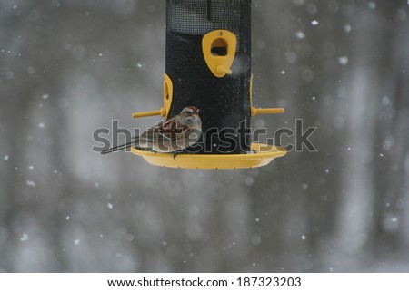 Bird Feeding During Snow Storm