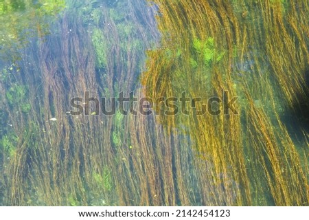 Algae floating in the Sorgue river, L’Isle sur la Sorgue, Vaucluse, Provence region, France Stok fotoğraf © 