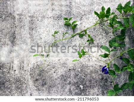Plant on wall. Butterfly pea. climbing on cement wall. Use as draw picture.