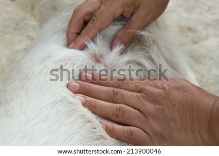 Closeup woman's hand pick of an adult tick on dog fur.