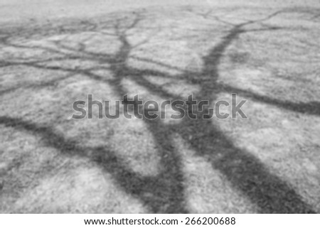 Shadow of tree on ground. Abstract and blur background. Black and white theme.