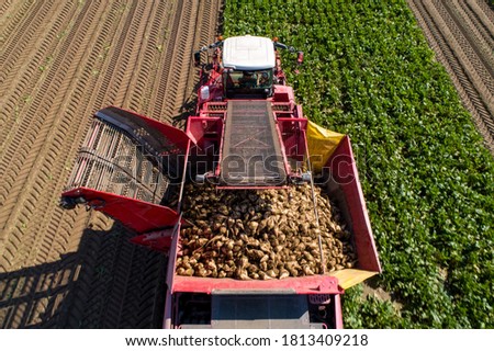 Farmers harvest sugar beet in a country field. Sugar beet harvest with a Sugarbeet harvester an agricultural machine.