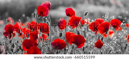 Similar – Image, Stock Photo Beautiful poppies on black and white background. Flowers Red poppies blossom on wild field. Beautiful field red poppies with selective focus. Red poppies in soft light