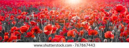 Similar – Image, Stock Photo Beautiful poppies on black and white background. Flowers Red poppies blossom on wild field. Beautiful field red poppies with selective focus. Red poppies in soft light