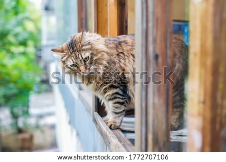 Similar – Image, Stock Photo Cat at the window Animal