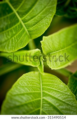 unusual green plant with beautiful carved leaves