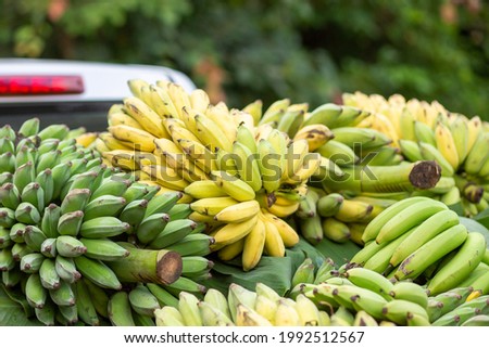 There are lots of bananas in the back of the pickup truck. middlemen to buy bananas from farmers Bananas are yellow-green. Thai agricultural bananas delicious sweet