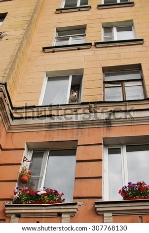 cat and dog in the window