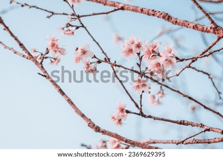 Similar – Foto Bild Schöne rosa Sakura Blumen, Kirschblüte während des Frühlings gegen blauen Himmel