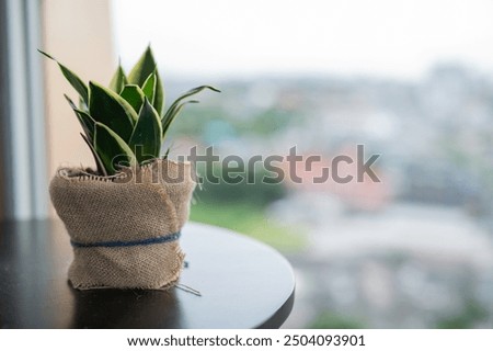 Similar – Foto Bild Stilvoller Blumenstrauß in der Nähe von Scheren und Bändern auf dem Holztisch