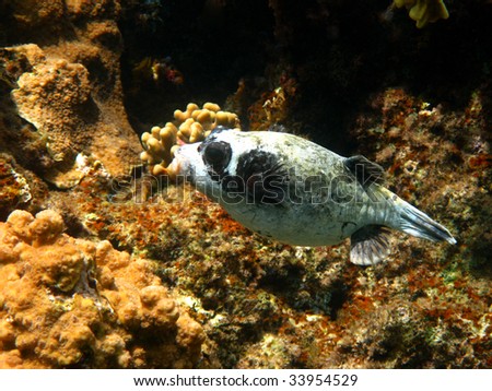 Masked puffer and coral reef