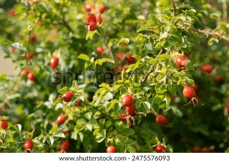 Similar – Image, Stock Photo These are rosehips