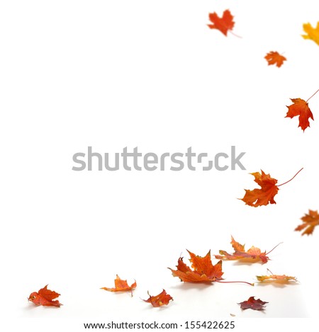 Similar – Image, Stock Photo red maple leaves covered with hoarfrost lie on a meadow