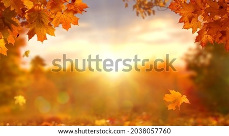 Sunny autumn day with beautiful orange fall foliage in the park. Ground covered in dry fallen leaves lit by bright sunlight. Autumn landscape with maple trees and sun. Natural background