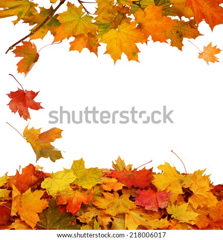 Autumn  leaves on white background