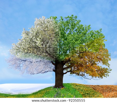 Four season tree