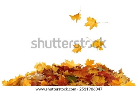 Similar – Image, Stock Photo red maple leaves covered with hoarfrost lie on a meadow