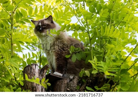 Fluffy cat on the top of false acacia tree in garden. Ragdoll seal mitted (rag n 04) purebred adult cat. Foto stock © 