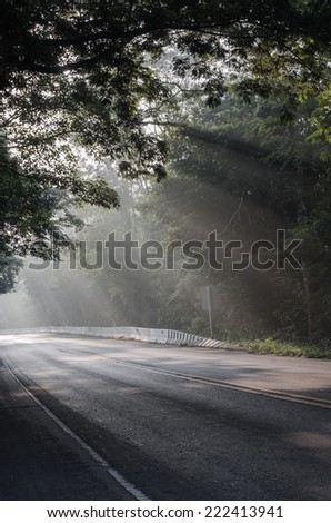 Magical forest in the morning sunlight rays. Bright rays of sunlight on the forest road. Slanting solar light through trees in the wood. Morning sun shining through the branches on the country road.