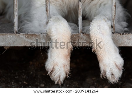 The dog's paws hanging from the cage of the aviary through the bars of the lattice. The concept of cruelty to animals in captivity and poor conditions. Dog shelter for homeless animals. Foto d'archivio © 
