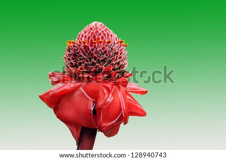 Tropical Torch Ginger Plant