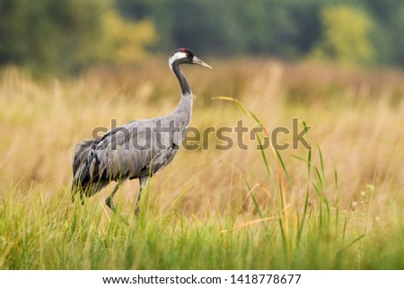 Similar – Foto Bild Gemeiner Kranich (Grus grus). Naturschutzgebiet der Lagune von Gallocanta. Aragonien. Spanien.