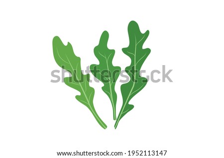 Rukola Arugula green herb Vector illustration isolated on white background Zdjęcia stock © 