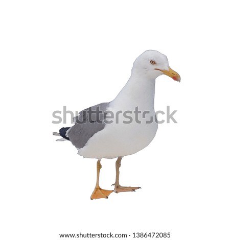 Similar – Image, Stock Photo A seagull nibbles at the remains of a fish.