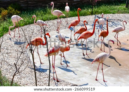 Flamingos flock. Colorful birds with long necks. Flamingos walk in Safari Park. Beautiful colored birds with long, slender necks. Wildlife.