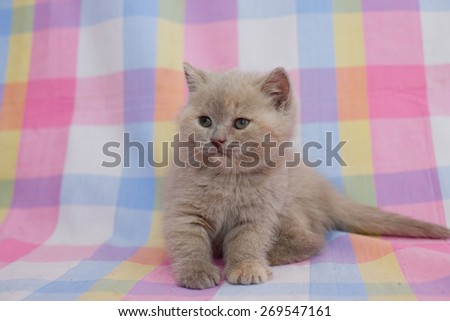 British kitten. Cute kitten blue color. Pets. Little fluffy baby. Pets.