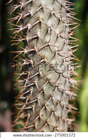 Cactus closeup. Large barrel. Tropics, greenhouse. Large thorns. The flowers and plants.
