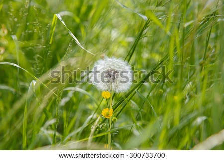 White fluffy dandelion in the field. Gardening. Flora. Rural nature. Flower bed in the Park. The flower bed. Wildlife. Chamomile. Meadow in the woods. Flowers summer.