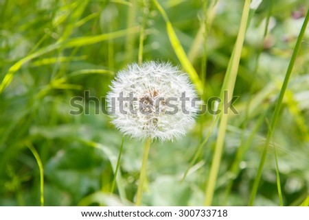 White dandelion in the field. Gardening. Flora. Rural nature. The flower bed in the Park. The flower bed. Wildlife. Chamomile. Meadow in the woods. Flowers summer. Blowball.