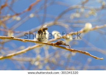 Image, Stock Photo Beehives on flowering willow