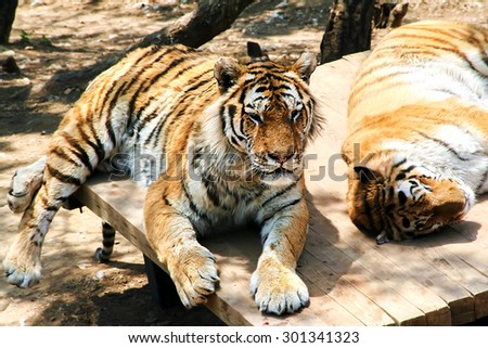 Tigers are resting. Animals striped predators. The family cat. The big cats.