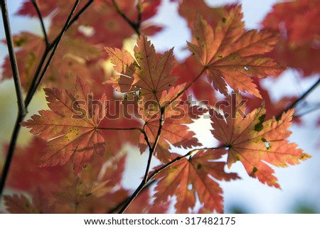 Autumn leaves. Maple leaves, yellow and red colors. Seasons the background of leaves, red leaves on the tree in the forest.