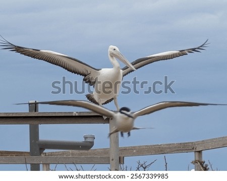 Similar – Image, Stock Photo Terns and pelicans birds