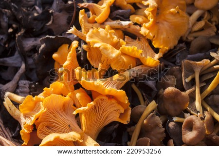 Orange ordinary, black and yellowfoot / funnel chantarelle