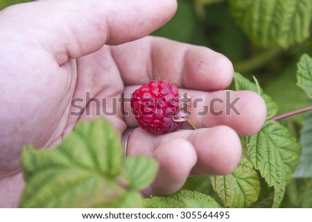 Hand picking rubus idaeus, raspberries, in the garden