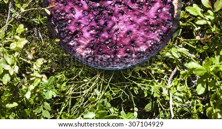 Whole blueberry pie, near vaccinium myrtillus berries and plants
