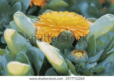 Similar – Image, Stock Photo Bright yellow calendula in front of bright blue