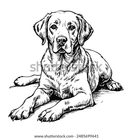 Sketch of a Labrador retriever lying down, front view, on a white background