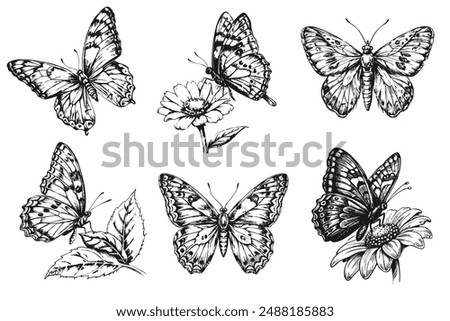 Sketch of a fluttering butterfly. On a white background.