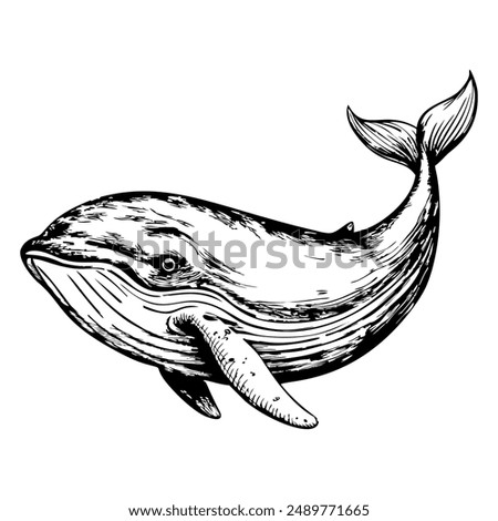 Sketch of a whale with water spout, side view, on a white background