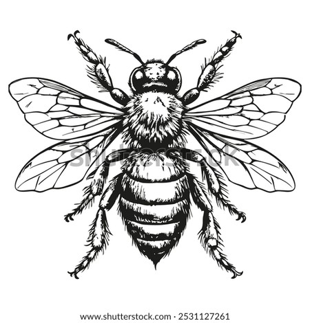 A black and white drawing of a bee with its wings spread out. The bee is the main focus of the image, and its wings are spread wide open, giving it a sense of freedom and movement