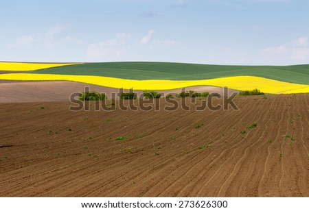 Spring agricultural land plowing, sowing rape and blue sky