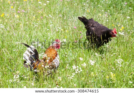 Couple - colorful cock black hen among wildflowers live free