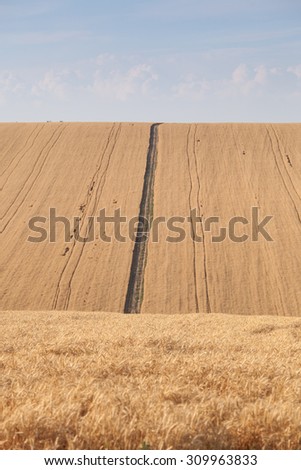 Pleated agricultural land with harvest of golden vheat against the blue sky with white clouds