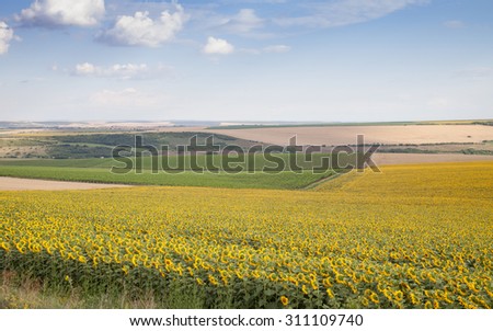 Landscape - agricultural land with sunflowers, vineyards, corn and wheat against the blue sky with white clouds