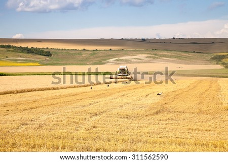 Svishtov - July 3: Landscape, combine harvested wheat surrounded by a flock of storks on July 3, 2015, Svishtov, Bulgaria